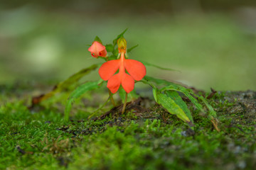 orange Habenaria rhodocheila hance wild orchid at waterfall in Thailand
