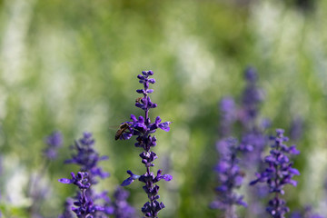 lavender flowers