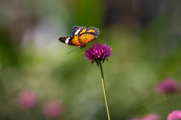 butterfly on a flower