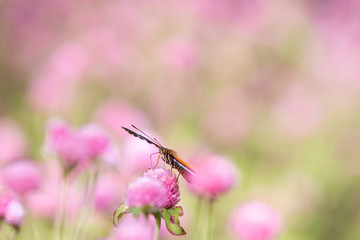 butterfly on flower