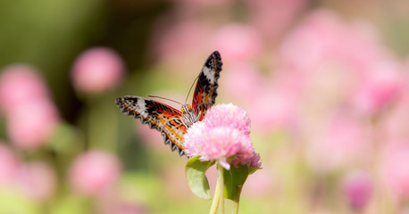 butterfly on flower