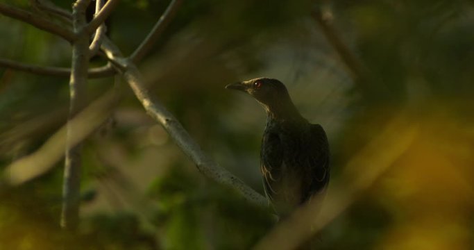 Close up shot of a starling jumping from tree branch and opening its mouth in super slow motion.