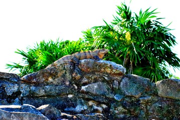 Tulum was a walled city of Mayan culture located in the state of Quintana Roo, in southeastern Mexico