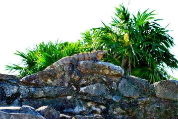 Tulum was a walled city of Mayan culture located in the state of Quintana Roo, in southeastern Mexico