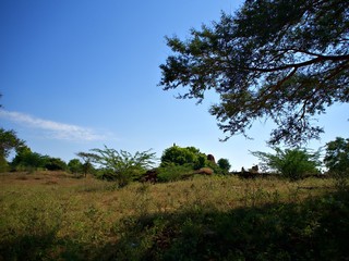 The tree and the green rural field with clear sky in the Bagan, World Heritage Site, Myanmar