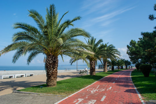 A Bicycle Path With Cyclists Riding In The Distance In A Palm Alley Near A Pebble Beach With A View Of The Blue Sea And Clear Blue Sky