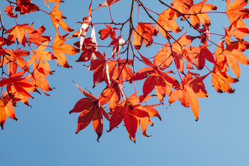 Orange Leaves and a Blue Sky