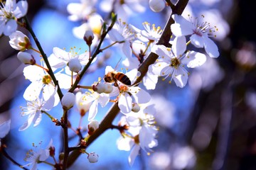 Spring and Fly