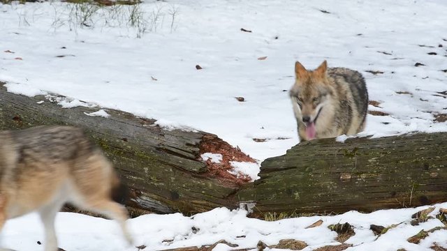 Hunting grey wolf pack stepping over fallen tree trunk in the snow in winter