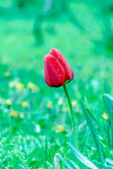 Red tulip. Drops of spring rain on red tulips. Background close up, raindrops on flower.