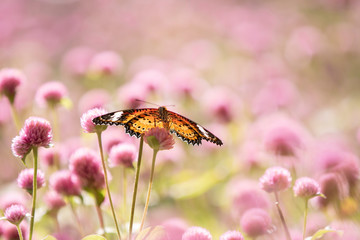 butterfly on a flower