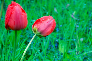 Red tulip. Drops of spring rain on red tulips. Background close up, raindrops on flower.