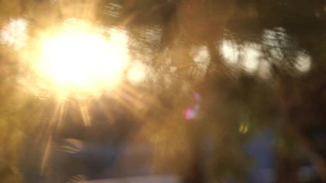 Closeup view of defocused branches of fir or pine trees with soft sun light bursting through branches isolated on sunny sky background. Real time 4k video footage.