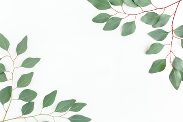 Leaves eucalyptus frame borders on white background with empty space for text. Flat lay, top view. floral concept © K.Decor