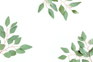 Leaves eucalyptus frame borders on white background with empty space for text. Flat lay, top view. floral concept