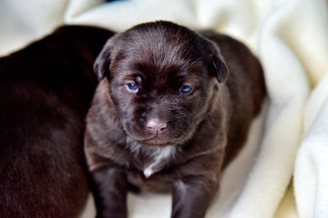 Puppy of RABURADORURETORIBA.