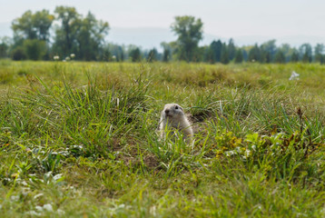 gopher peeks out of the mink on the green field