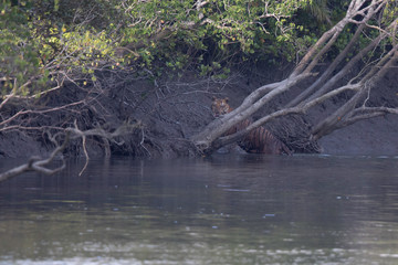 Royal Bengal Tiger-At last ‘Poltu’ - this male adult tiger, fondly called by the photo-enthusiasts of Sundarbans, gave us a momentary glimpse at Pirkhali while crossing the narrow creek. 