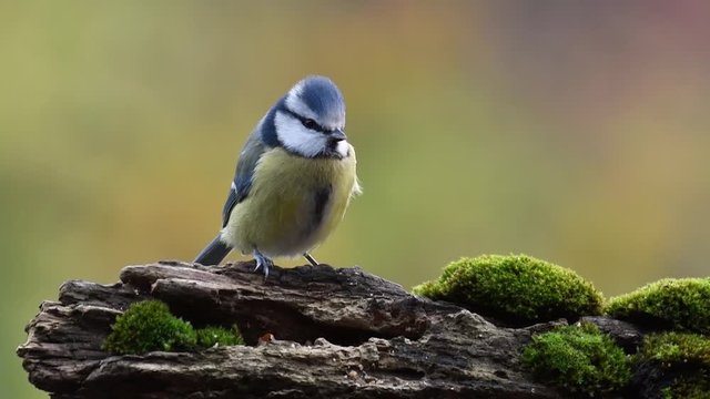Eurasian blue tit (Cyanistes caeruleus / Parus caeruleus) perched on tree stump in forest and flying away