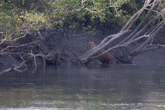 Royal Bengal Tiger-At last &lsquo;Poltu&rsquo; - this male adult tiger, fondly called by the photo-enthusiasts of Sundarbans, gave us a momentary glimpse at Pirkhali while crossing the narrow creek. 