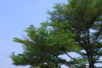 Beautiful tree on blue sky background