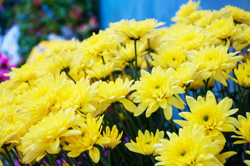 Closeup yellow chrysanthemum flowers in the pot