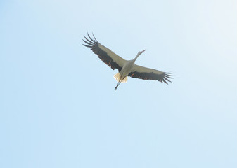 White stork soaring in the sky lit by sun. Sovereign of the skies