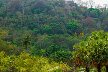 Tropical jungles of Southeast Asia in January.