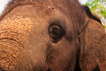 Eye of the elephant. Sadness from the eye of the elephant, Gigantic mammal of Thailand.