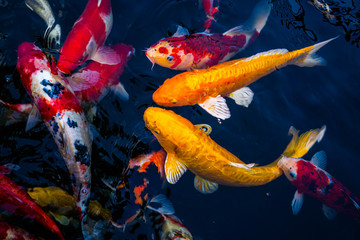 Japan Koi fish swimming in a water garden,fancy carp fish,koi fishes,Koi Fish swim in pond.Isolate...