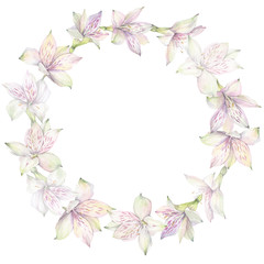 Fototapeta na wymiar Floral round wreath of white alstroemeria flowers. Hand drawn watercolor illustration.