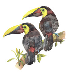 A couple of toucans on a branch. Hand painted watercolor illustration.