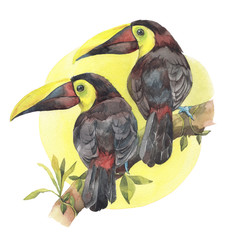 A couple of toucans on a branch. Hand painted watercolor illustration.