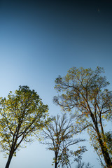 landscape mountains forests sky in the evening