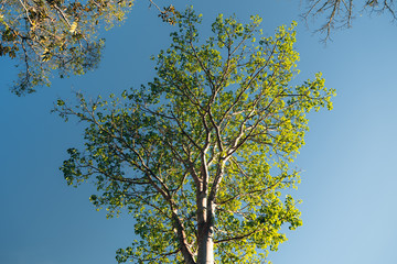landscape mountains forests sky in the evening