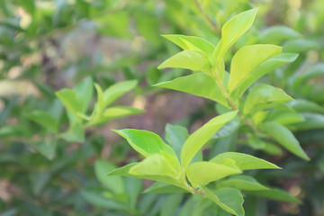 Colorful leaves and sunshine in the garden