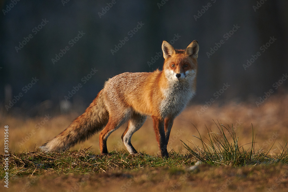 Wall mural red fox closeup stock photo.
