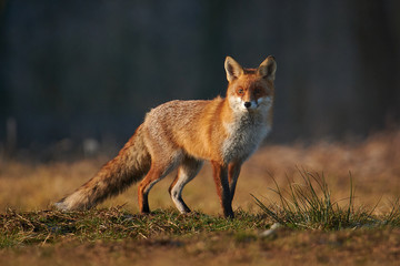 Red fox closeup stock photo. 