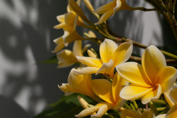 プルメリア　南国の 黄色い花