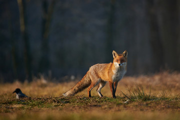 hunting fox surrounded by ravens