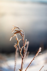 Vegetation covered with the snow 