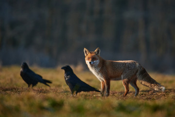 hunting fox surrounded by ravens