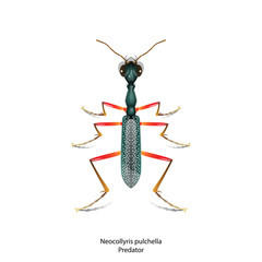 Neocollyris pulchella Tiger beetle bug vector on white background.For education,science,agriculture and graphic design.Flat design.