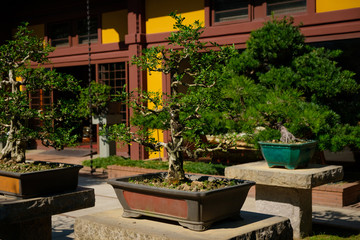Fototapeta na wymiar bonsai trees in chinese garden , bonsai tree nursery