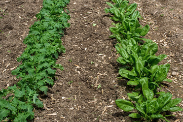 Kale and spinach in the home garden. Their leaves are a common edible vegetable consumed either fresh, or after storage using preservation techniques by canning, freezing, or dehydration.