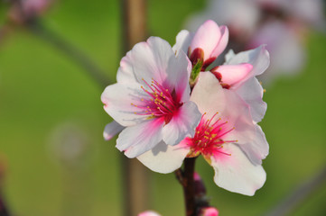 Fototapeta na wymiar 山桜