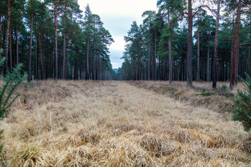 Firebreak amongst the trees in the New Forest, Hampshire in England, UK