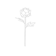 Hand drawn  flower with leaves  Flower isolated on white background.  Botanical organic spring herb.  hand drawn in doodle Collection for cards and labels, books and banners