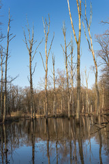 Obraz premium Flooded forest with reflections in the water