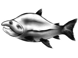 Illustration of sockeye salmon in ink wash painting style
